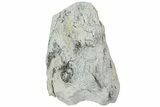Fossil Titanothere (Megacerops) Limb Bone End - South Dakota #229058-1